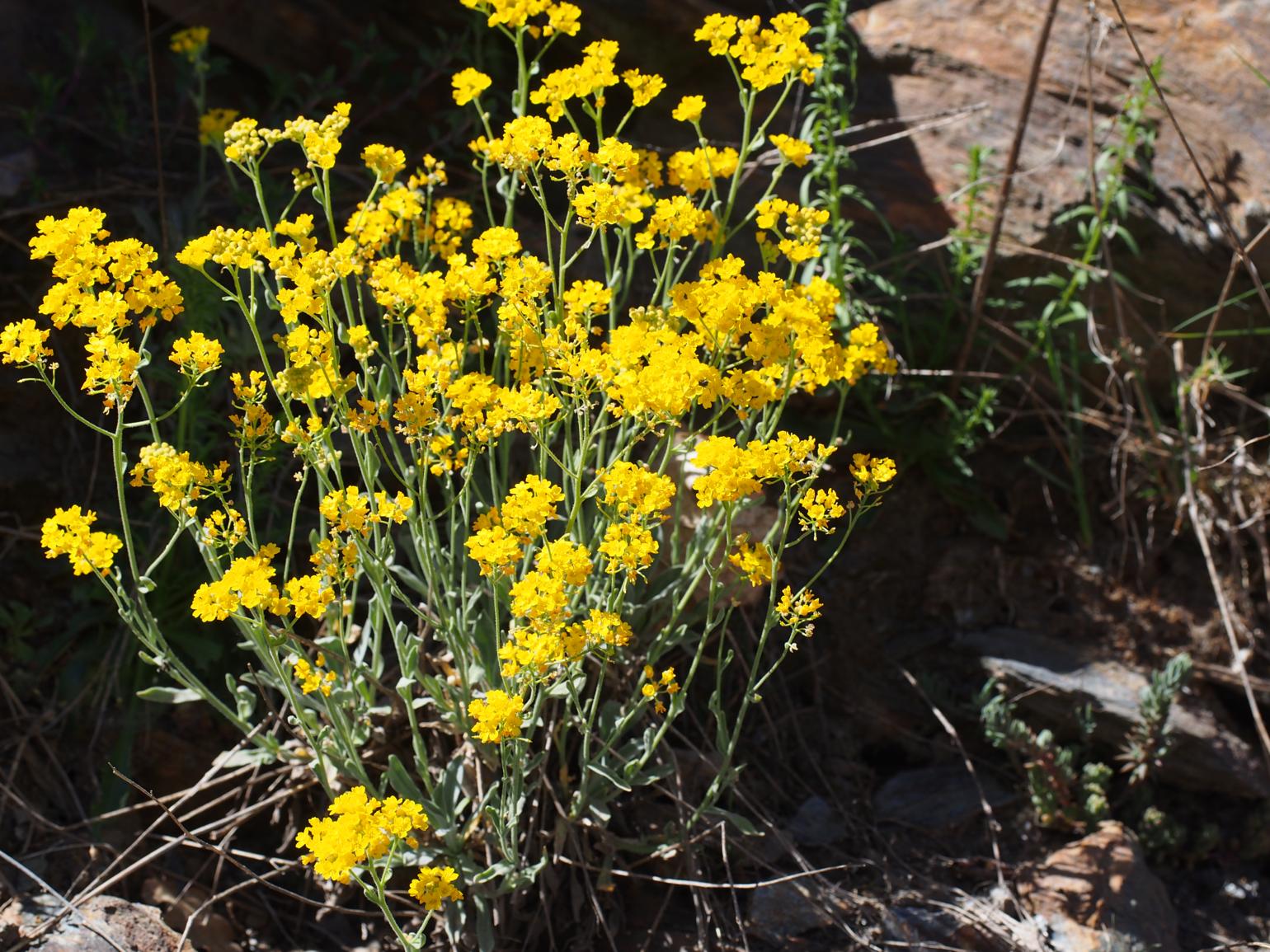 Alyssum, Golden